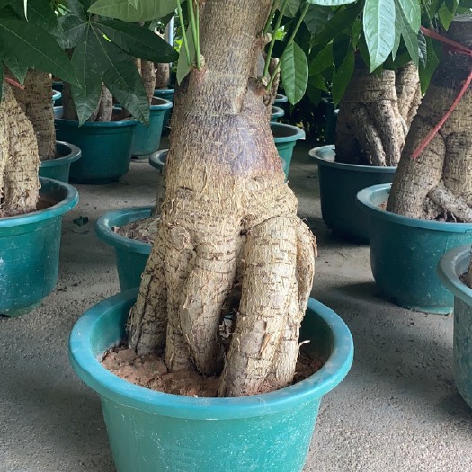 漳州 提根发财树，参考盆40厘米宽，货好价优