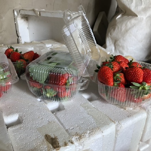 北京正宗红颜奶油草莓  不催熟 绿色安全 老少皆宜都可以吃