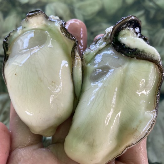 阳西县长牡蛎  咸水肉 广东生蚝鲜活 海蛎子水产5斤装牡蛎新鲜程村特产