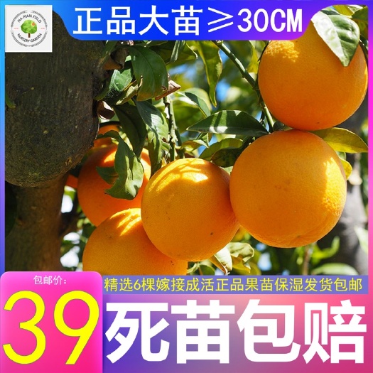 团风县赣南脐橙苗无黄龙病嫁接脐橙橘苗齐橙苗橙子江西湖北湖南重庆桔苗