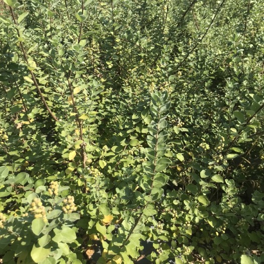 新干县蔓荆子苗  江西单叶蔓荆子大苗