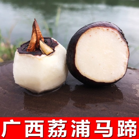 荔浦市广西荔浦毛马蹄荸荠批发/一件代发