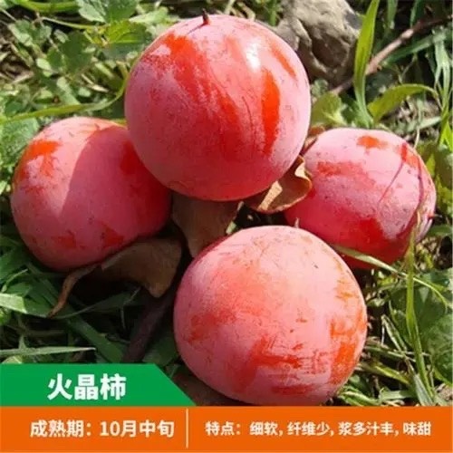 武陟县火晶柿子苗  小火罐柿子树苗 水晶柿子树苗 自家苗圃