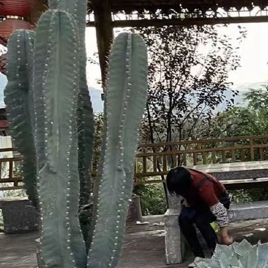 漳州 连城角多头1.5米，规格多样可供选择，沙生植物，基地直发