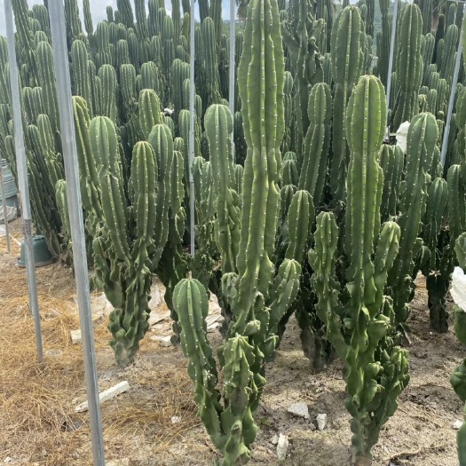 漳州 象腿柱多头，高度1.5米，规格多样可供选择，沙生植物园林景观