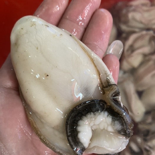 阳西县阳江程村生蚝  咸水肉 广东生蚝鲜活 海蛎子水产2斤装牡蛎新鲜程村特产