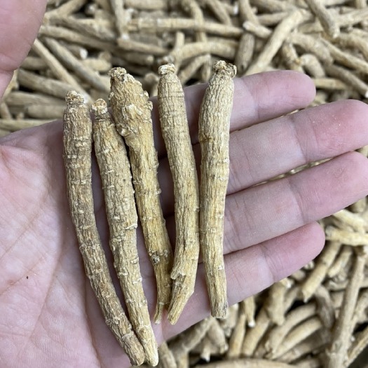 广州 正品西洋参精选花旗参整枝可切片打粉500克 品质保证