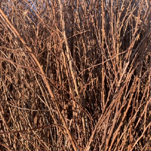  雪柳花/东北雪柳干枝60-1.2米高以上二年条