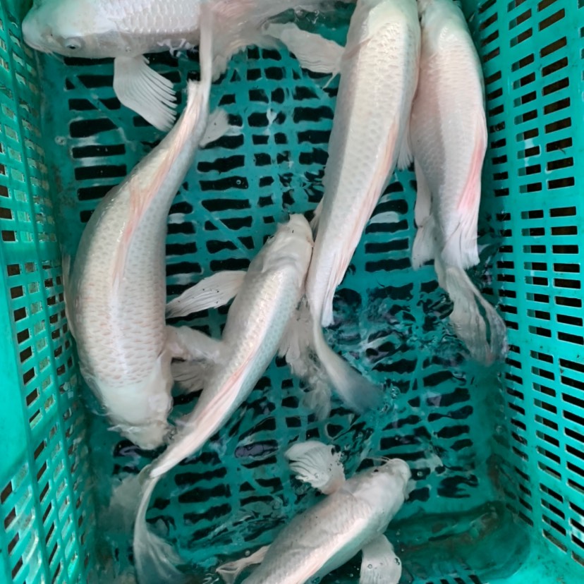  大规格锦鲤