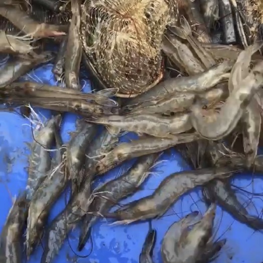 珠海 基围虾批发