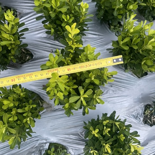 成都瓜子黄杨小叶黄杨，高25-30冠15-20，黑土种植，抱土好