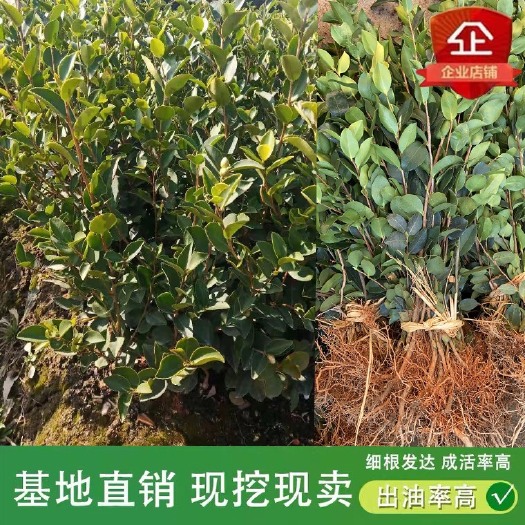 丰城市长嫁接油茶苗 长系列嫁接油茶苗白花大果出油率高