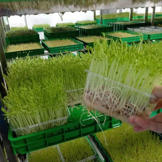 荥阳市豌豆苗