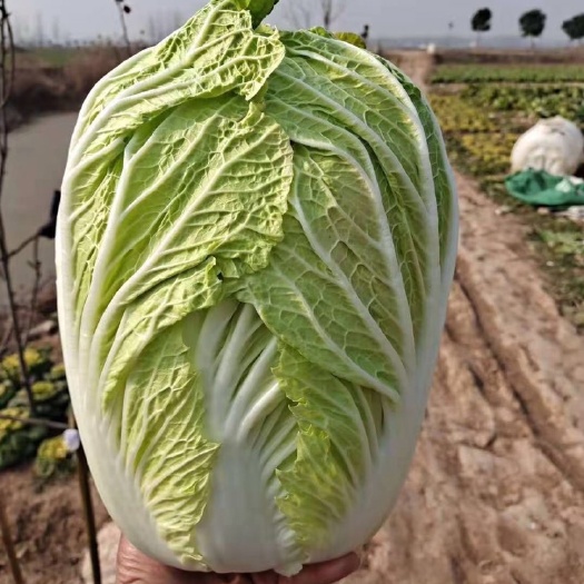 东台市 大白菜，黄心大白菜
