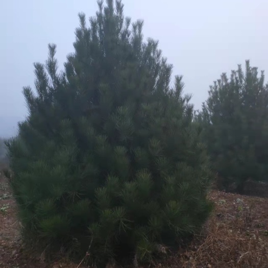 玉田县白皮松