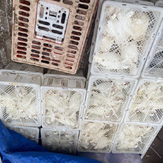 梅州农场白鸽出售批发