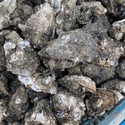 阳西县长牡蛎  全壳生蚝 广东生蚝鲜活 大量批发 海蛎子水产牡蛎新鲜程村特产