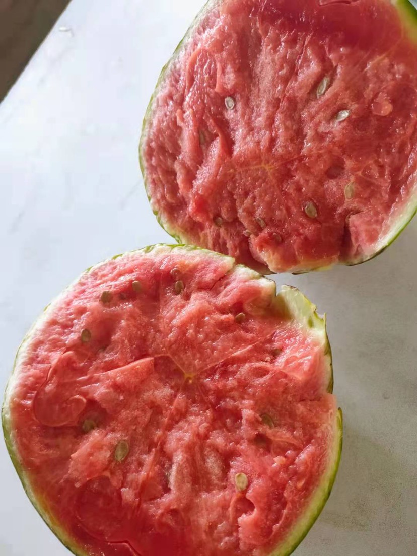 早春红玉西瓜  早春红玉 量大质优 产地直发 专业代办 质量保证