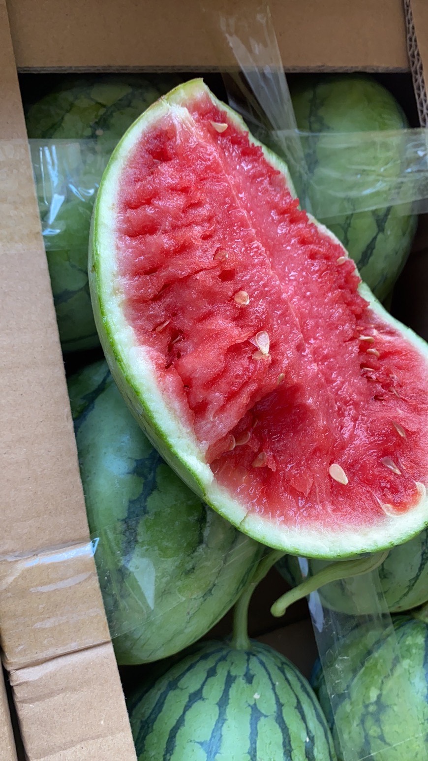 早春红玉西瓜  早春红玉 量大质优 产地直发 专业代办 质量保证