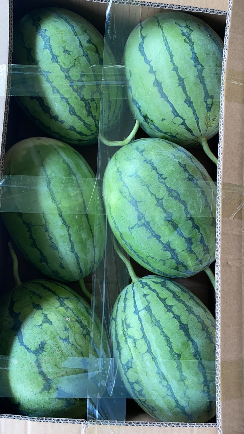 早春红玉西瓜  早春红玉 量大质优 产地直发 专业代办 质量保证