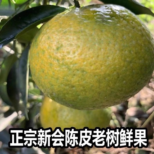 江门新会柑  正宗广东新会特产东甲圈枝柑大红现摘现发广东包邮