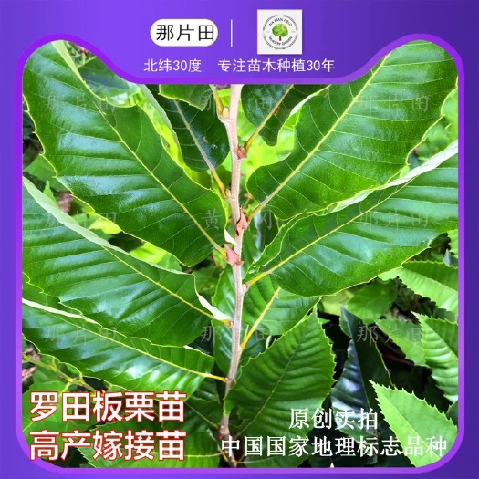 黄冈板栗树苗  罗田板栗苗板栗苗栗子苗嫁接板栗苗名优板栗果树苗高产栗子树苗