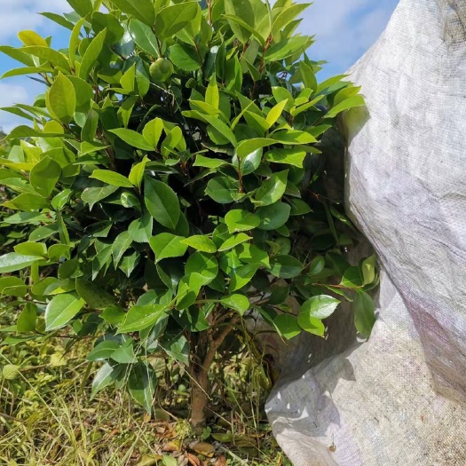 南靖县 自家种植4年赤丹茶花，8万棵无装盆欢迎老板来电
