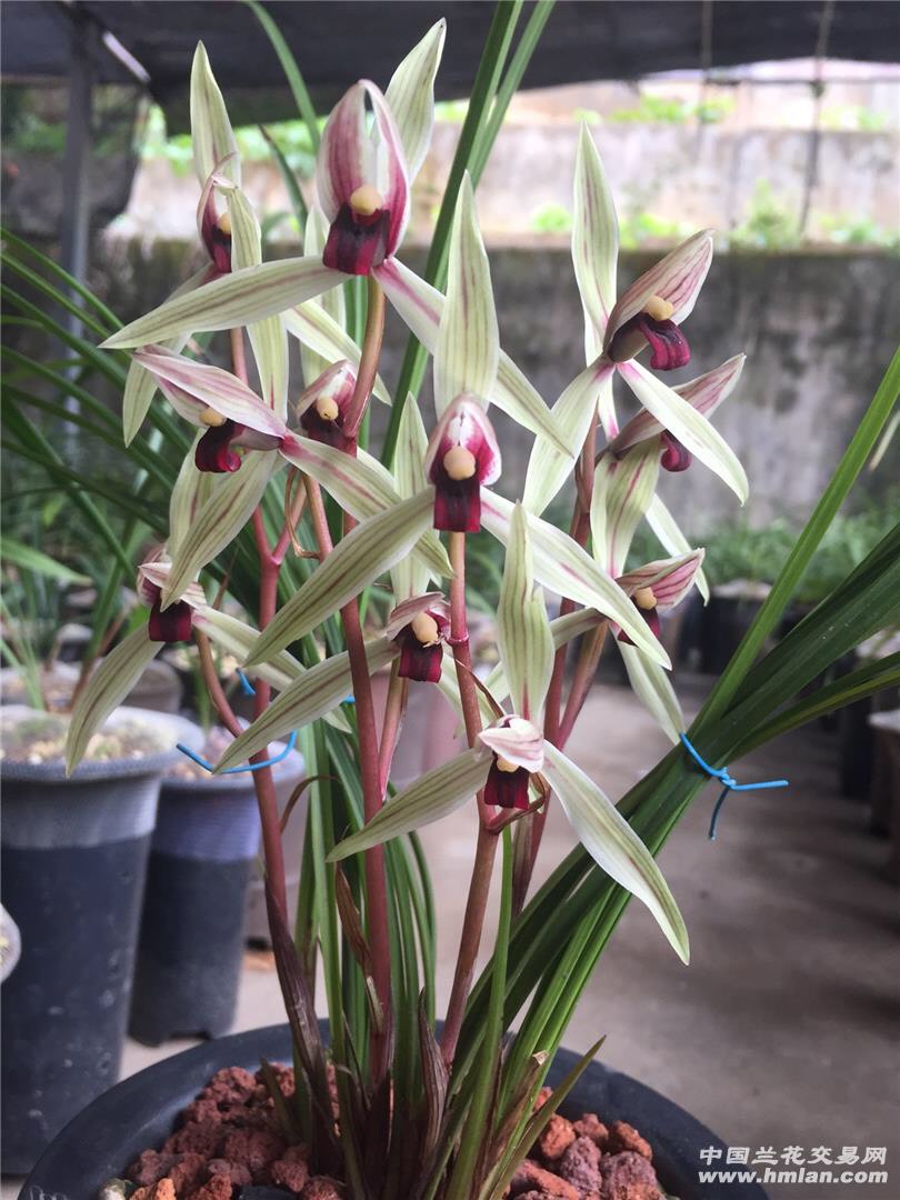 蓮瓣蘭碧龍紅素,盆栽植物,室內外好養活,淨化空氣