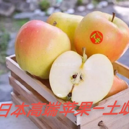 西安土歧苹果苗