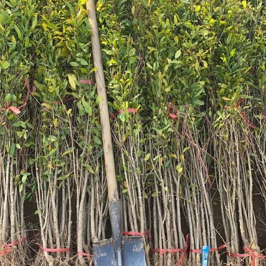 荥阳市突尼斯软籽石榴树苗  （老兵自产自销）突尼斯软籽石2年