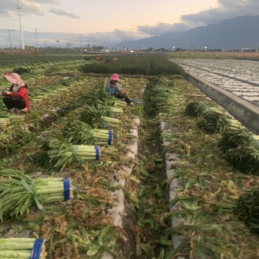 大理市红叶莴笋 质量好.每天有个二十吨左右