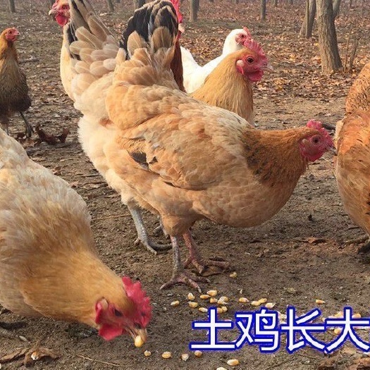 无锡土鸡苗  纯种土鸡】半大笨鸡活体幼崽大种活鸡脱温苗批发产
