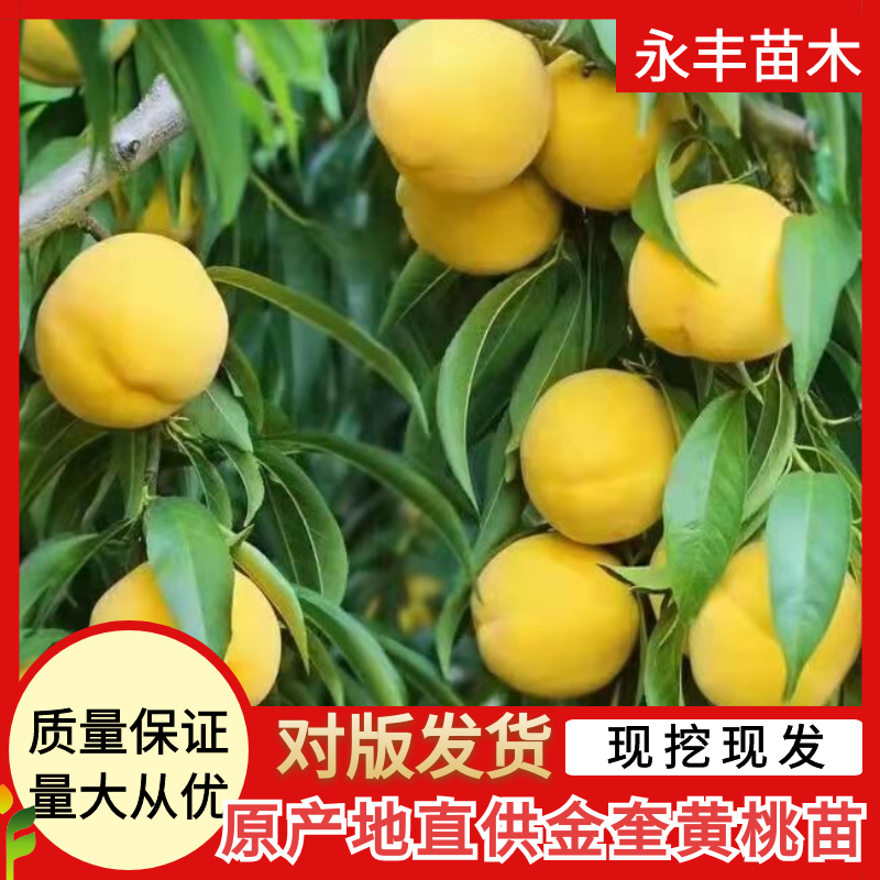睢县金奎黄桃  金奎，金灿，金甜，在黄桃系列中特优的品种！