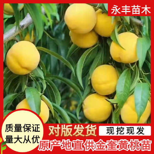 金奎黄桃  金奎，金灿，金甜，在黄桃系列中特优的品种！