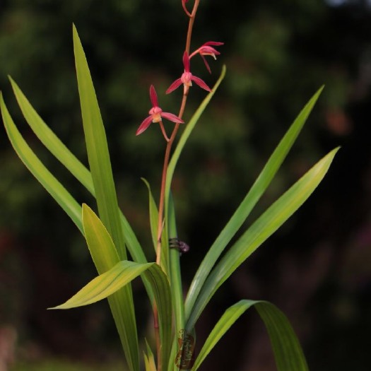 南靖县 兰花墨兰江山美人，独具幽香色花，韵味十足