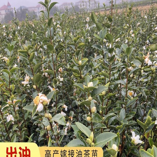 丰城市长林系列嫁接茶苗  江西嫁接油茶苗长林系列大油茶树苗