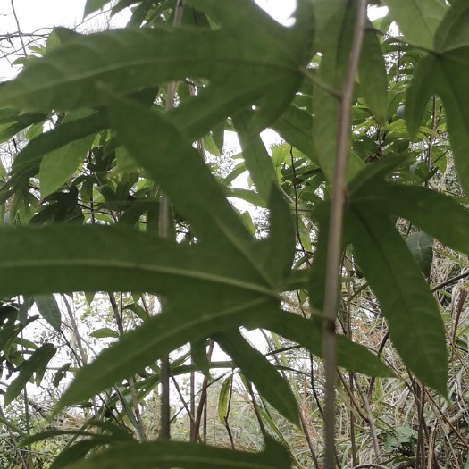 永福县五指毛桃