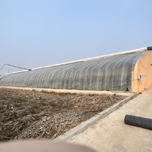 大连种植大棚 出租大棚、手续齐全