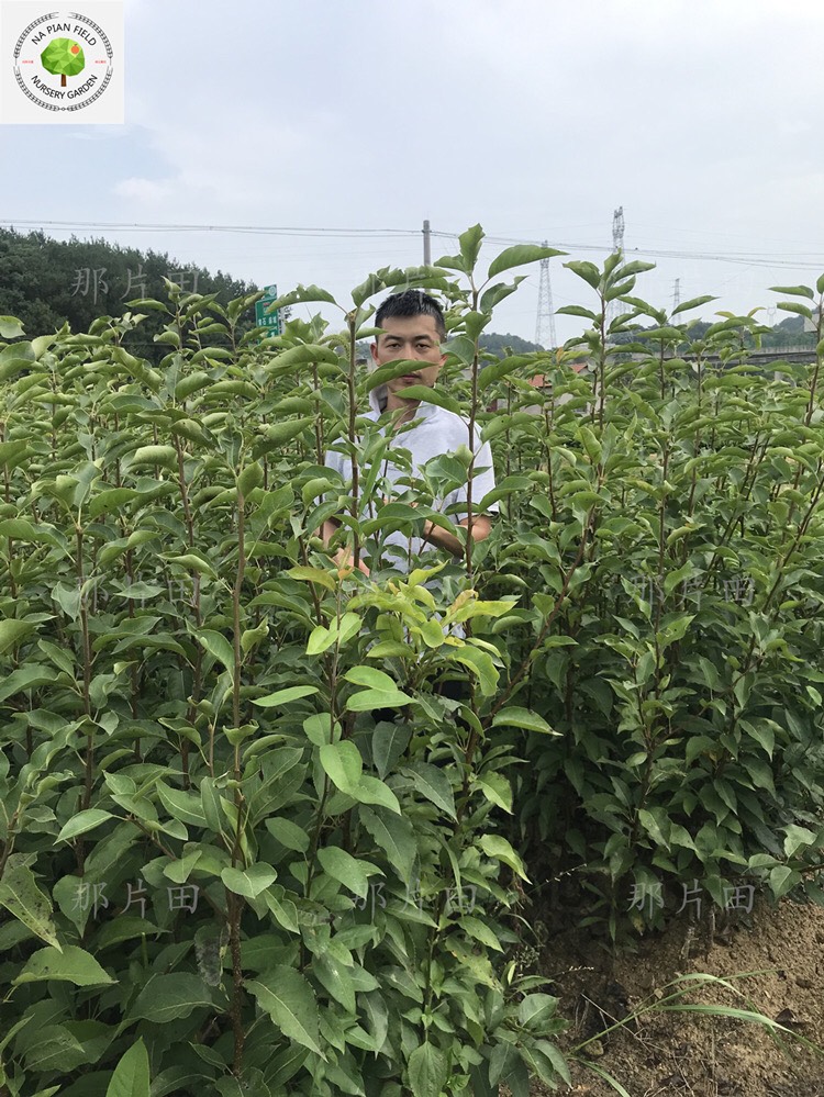 圆黄梨苗园黄梨苗圆皇梨苗园皇梨苗圆黄梨子苗圆黄梨子树苗梨苗