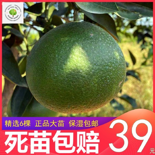 团风县葡萄柚苗西柚苗朱栾苗葡萄柚橘苗桔苗西柚橘苗桔苗耐寒柑桔苗