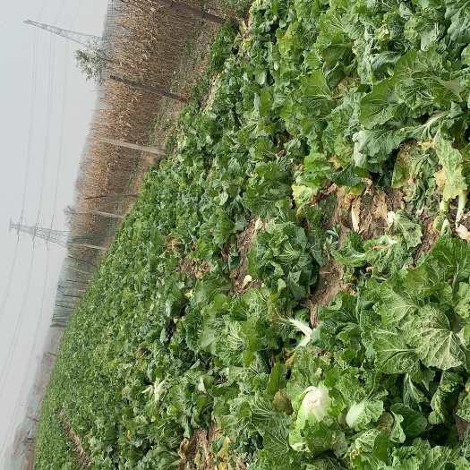沙河市青麻叶大白菜 优质白菜
