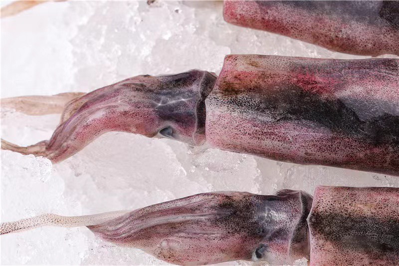 北海北海天然北部灣燈光魷魚