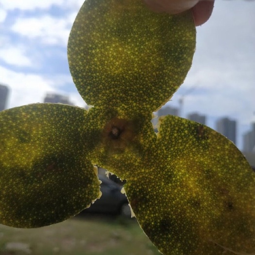 江门正宗广东新会特产东甲圈枝陈皮新皮泡水茶（非落地）