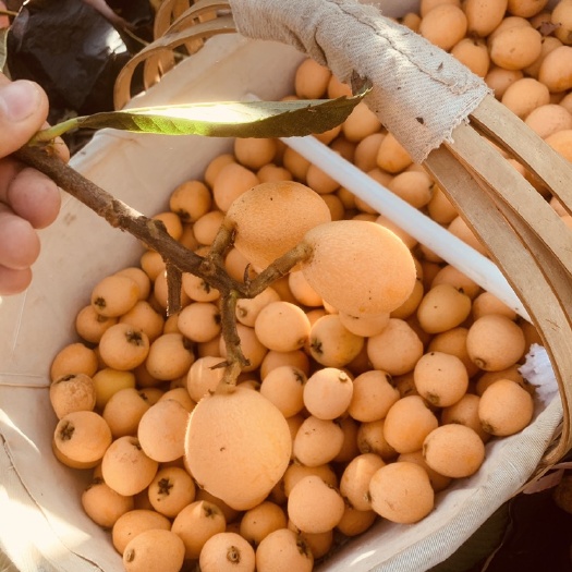 米易县米易枇杷  米易早春枇杷