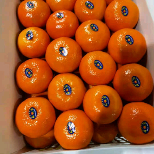 南宁广西沙糖桔，沃柑品质保证不干水糖度高欢迎各地老板实地考察定价