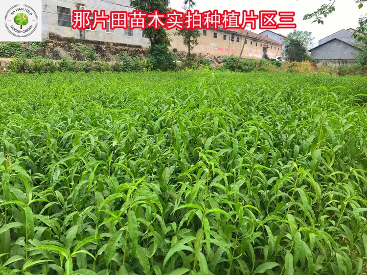  狗血桃苗中华血桃春雨血桃香桃红桃红蜜永莲蜜大突围秋雪绯玉紫玉