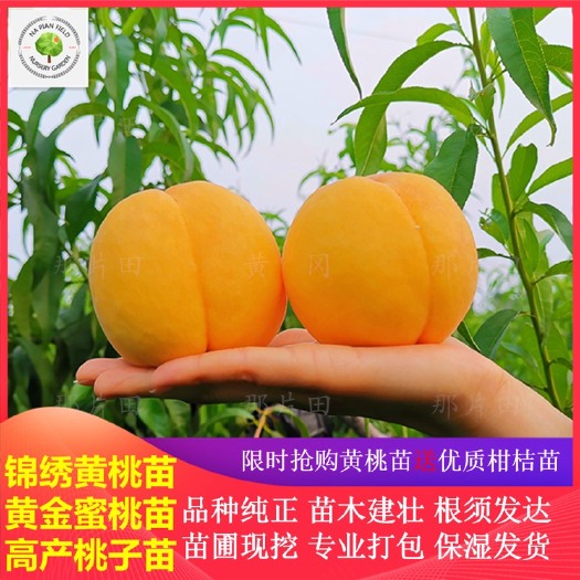 黄冈锦绣黄桃苗 锦绣锦硕锦春锦元锦香锦花锦枫金冠黄露金奎金蜜金甜金美金怡桃苗