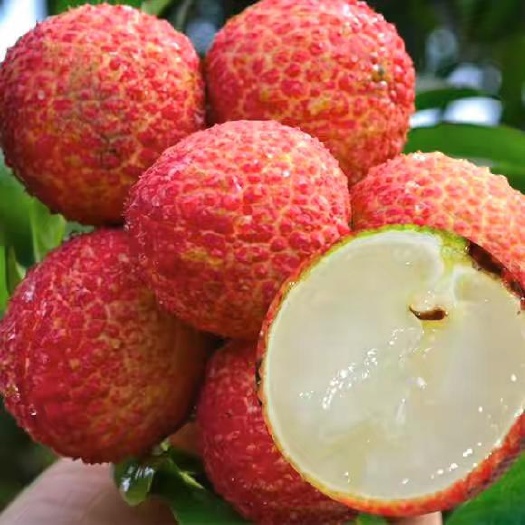 灵山县无核荔枝苗