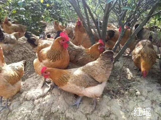 隆回县瑶鸡 改良红瑶鸡苗 青脚土鸡苗  孵化场一手货源