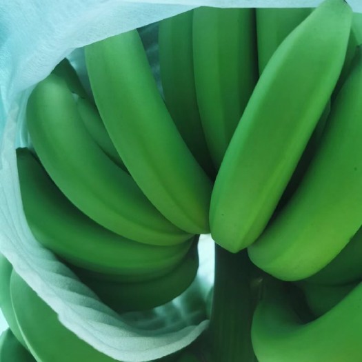 香蕉产地直销批发 适合社区团购 电商 工厂 市场商超果皮干净